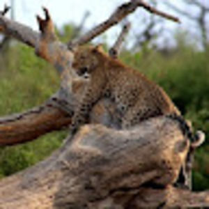 Meet your Posher, Olga